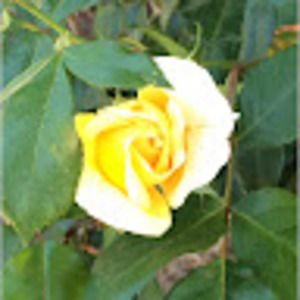 Meet your Posher, Anne & sg